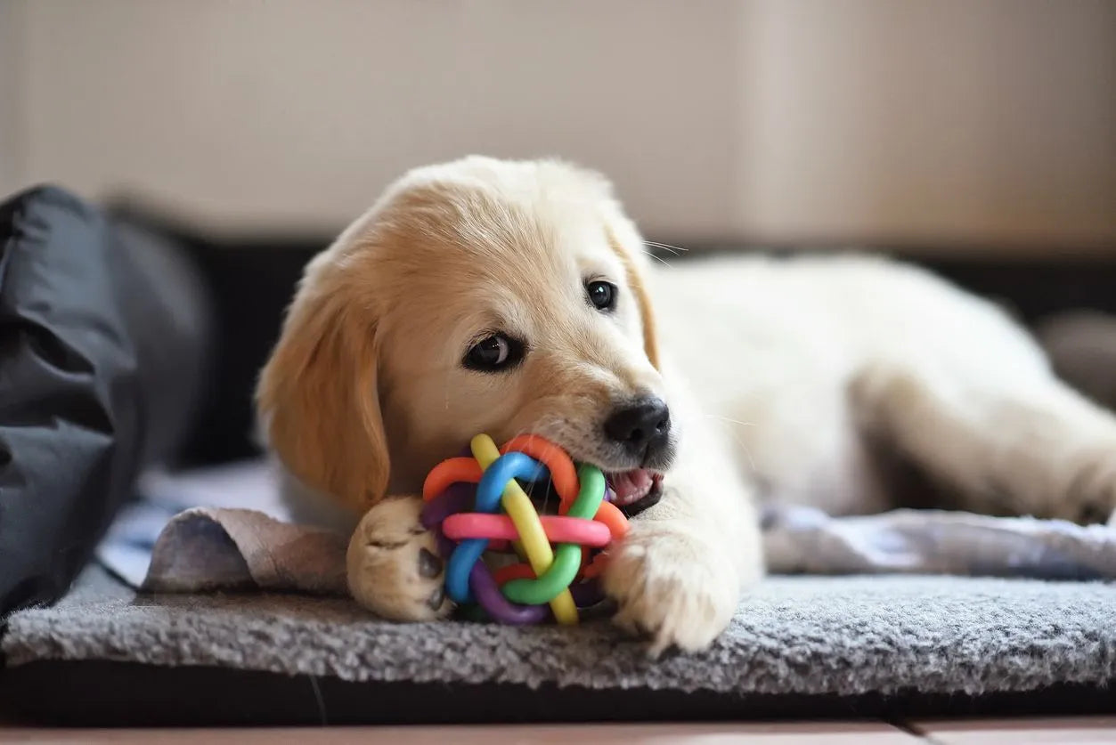 Keeping Pets Engaged With Fun Interactive Toys